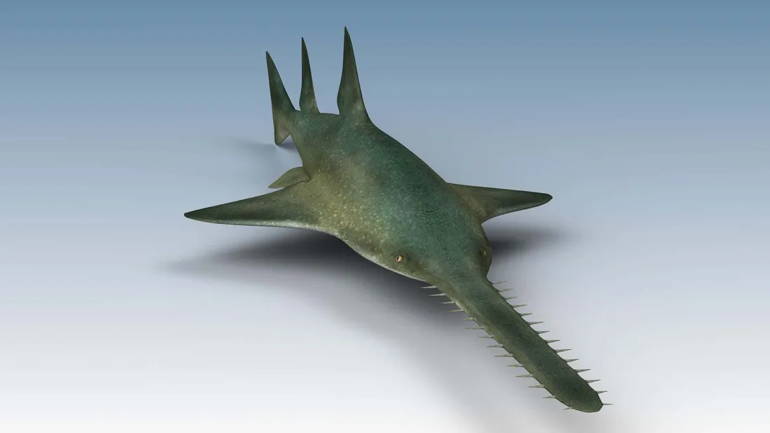 Sawfish