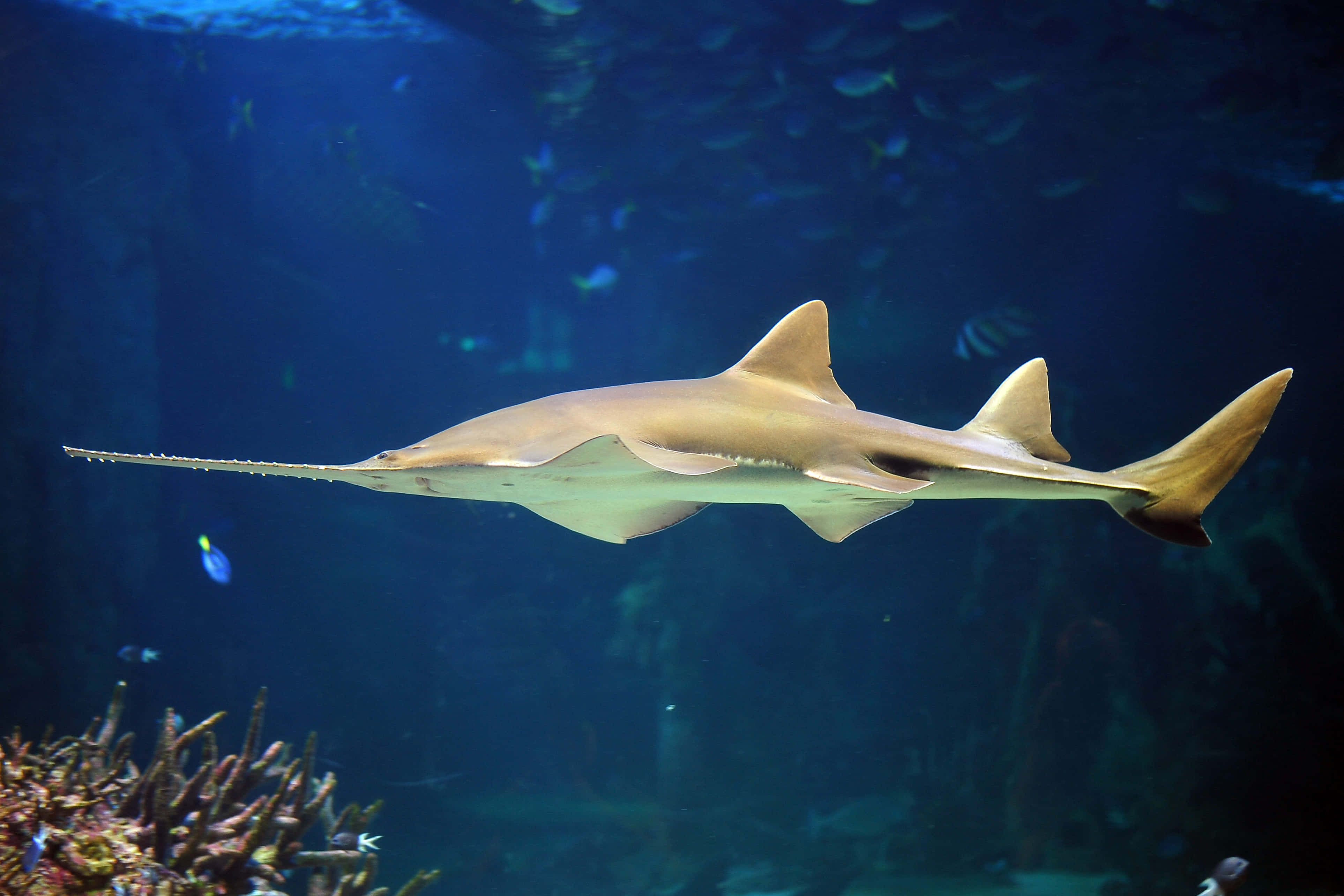 Sawfish, aquarium, deep blue, 4K Desktop Wallpaper