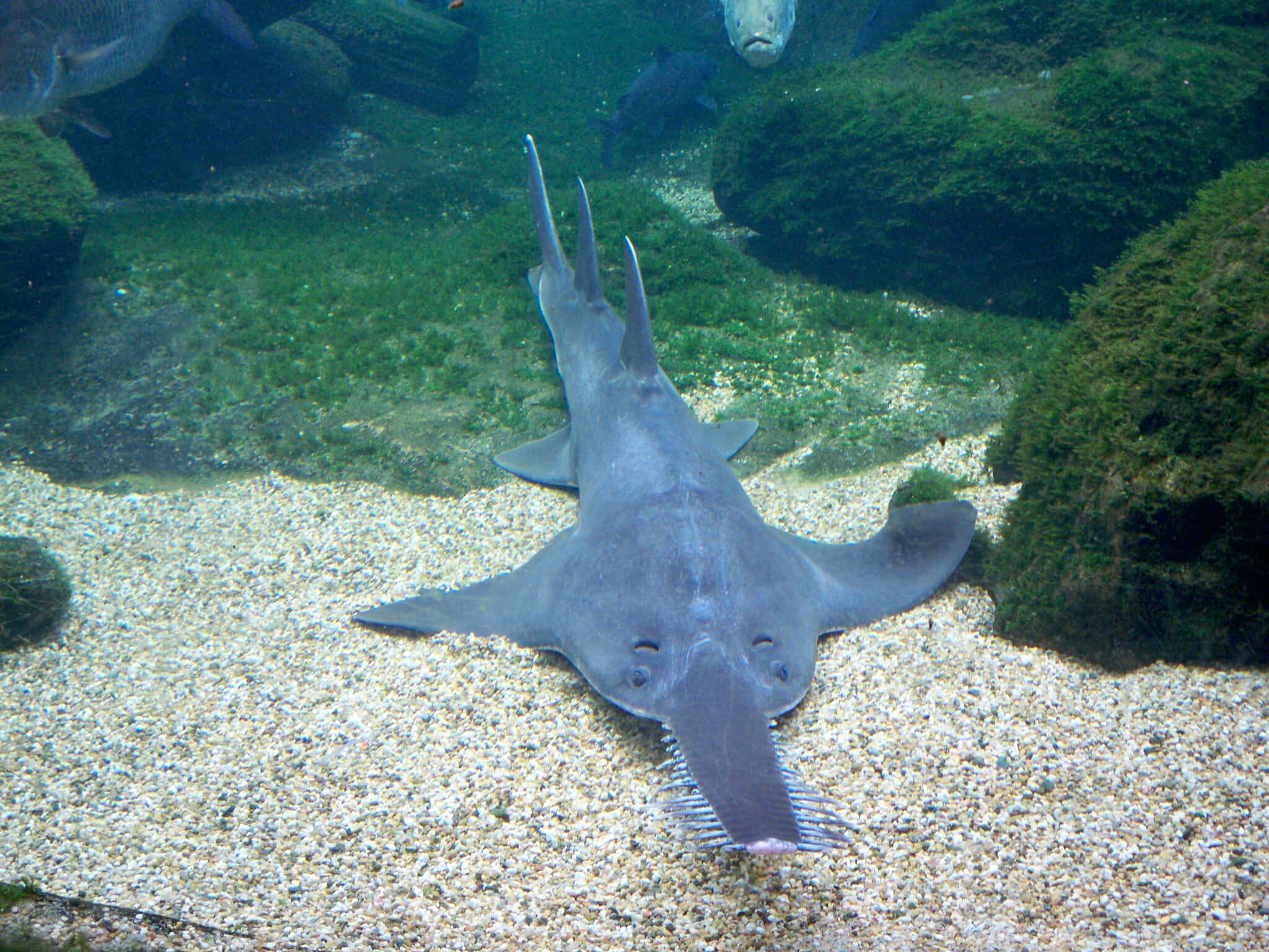 Sawfish, aquarium habitat, gravel bottom, Full HD Desktop Wallpaper