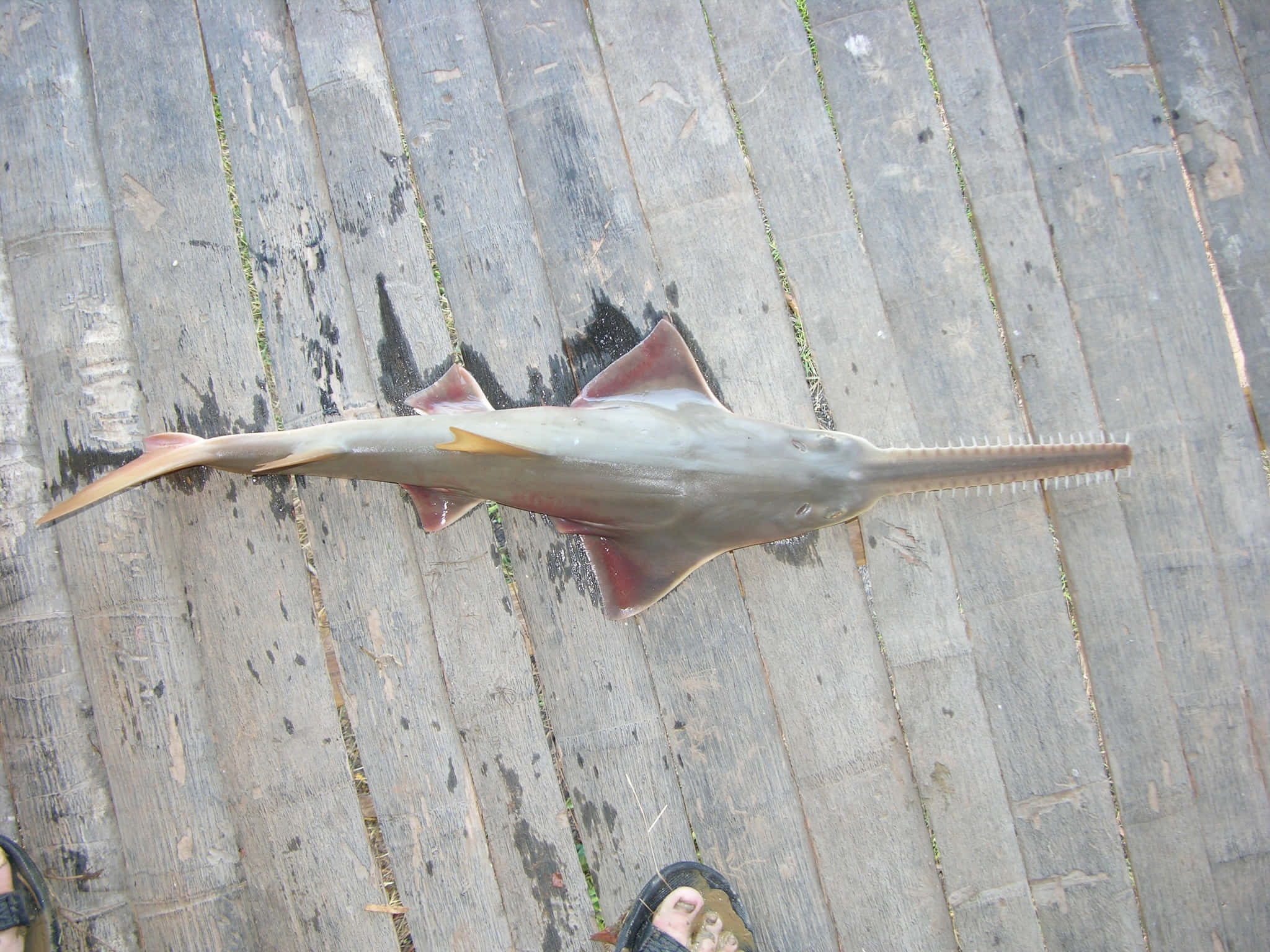Sawfish, wooden dock, toothed snout, Full HD Desktop Wallpaper