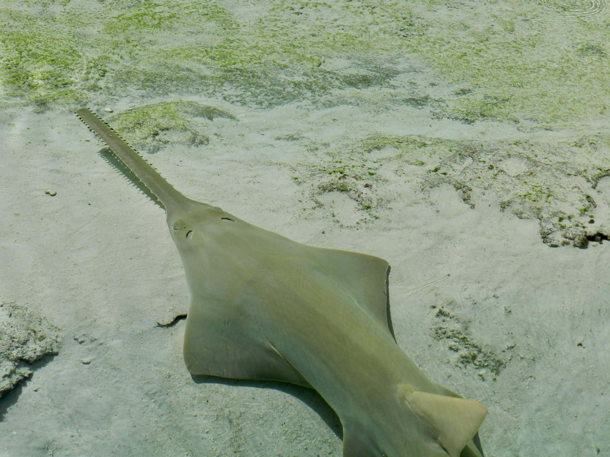 Sawfish, shallow waters, sandy ocean floor, Full HD Desktop Wallpaper