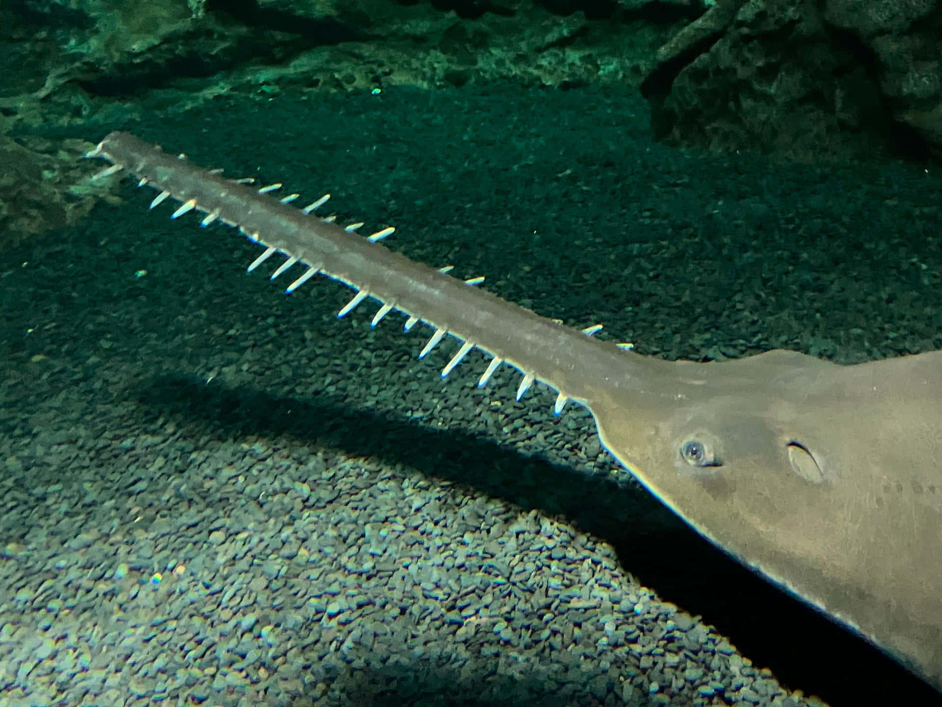 Sawfish, aquarium, gravelly ocean floor, Full HD Desktop Wallpaper