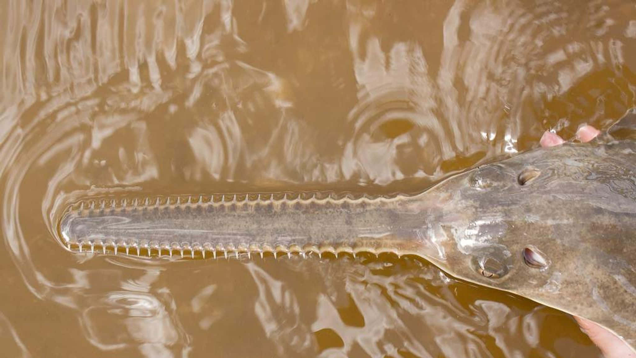 Sawfish, murky brown water, toothed snout, Full HD Desktop Wallpaper
