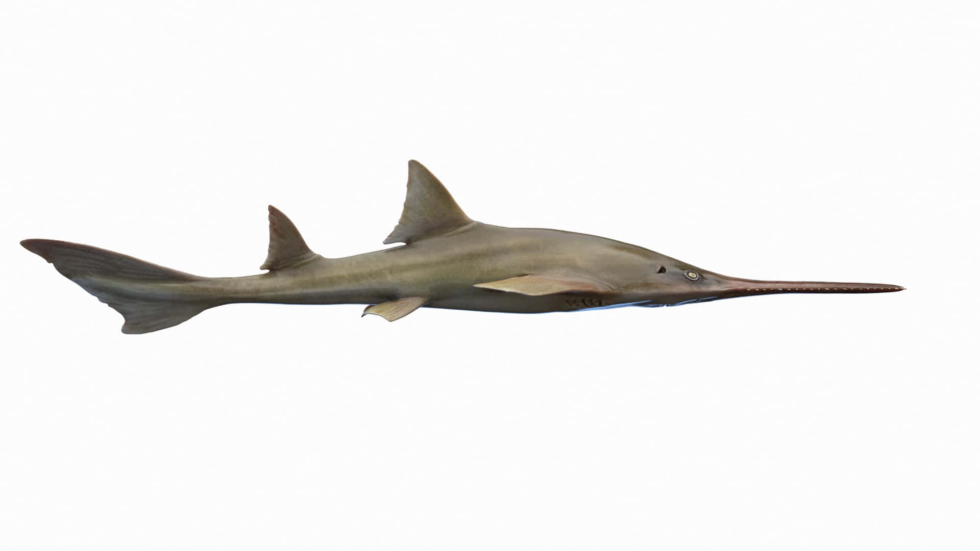 Sawfish, side view, gray, Full HD Desktop Wallpaper
