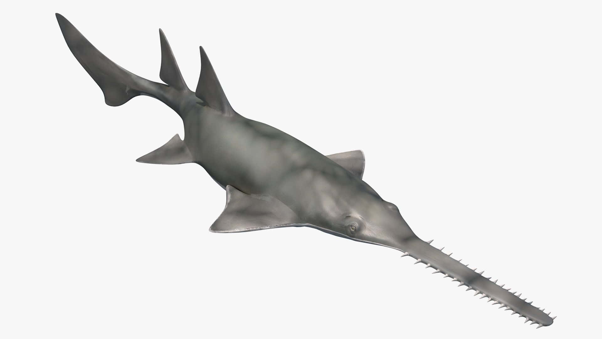 sawfish, gray, toothed snout, Full HD Desktop Wallpaper