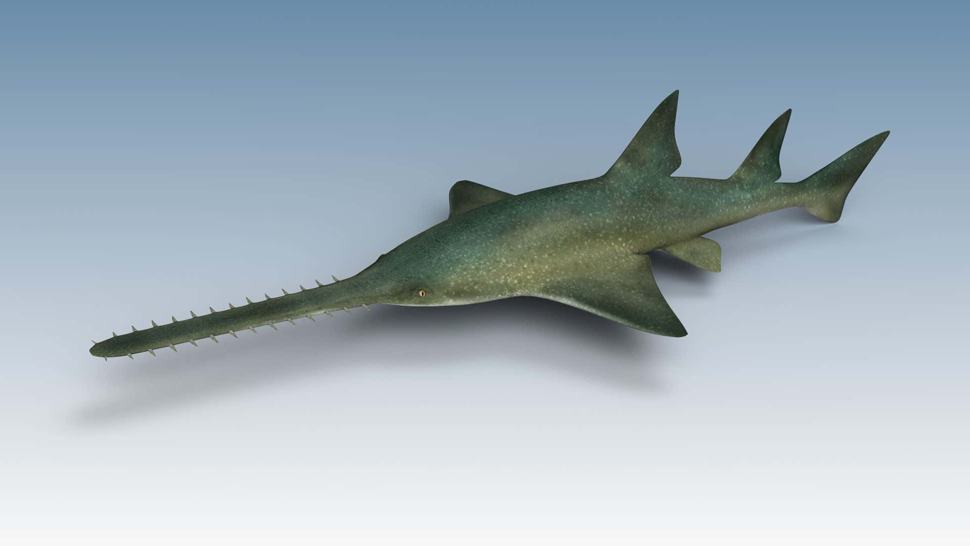 Sawfish, greenish, 3d model, Full HD Desktop Wallpaper