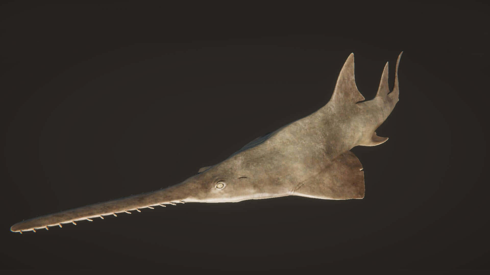 Sawfish, dark gradient background, long toothed snout, Full HD Desktop Wallpaper