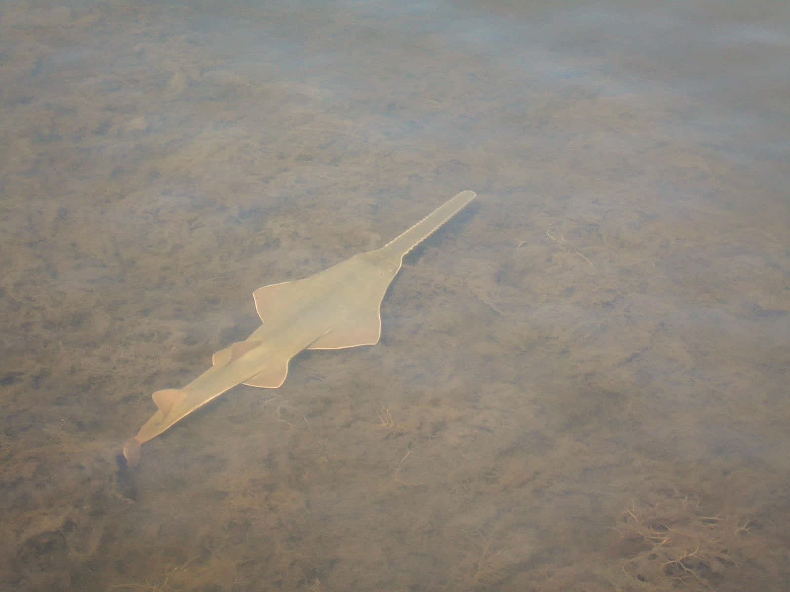 Sawfish, shallow water, murky water, HD Desktop Wallpaper