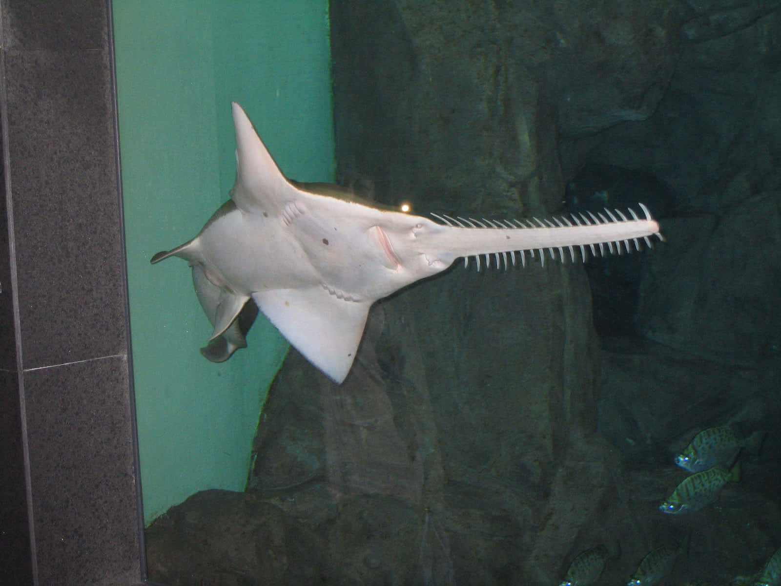 Sawfish, aquarium, clear water, HD Desktop Wallpaper