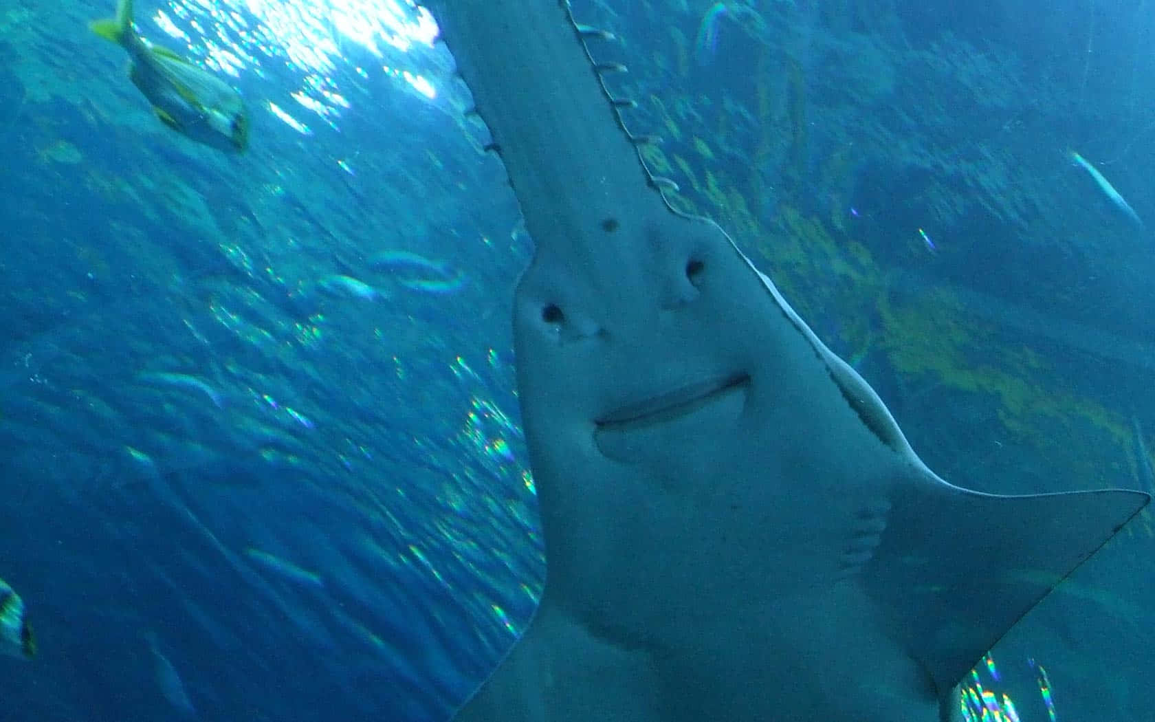 Sawfish, underwater, blue aquarium, HD Desktop Wallpaper