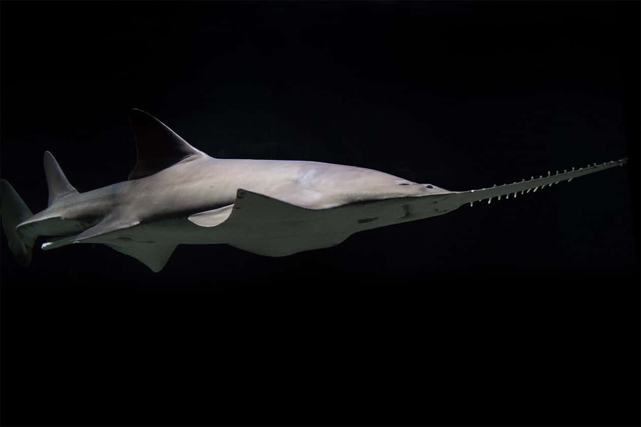 Sawfish, pitch black water, toothed snout, SD Desktop Wallpaper