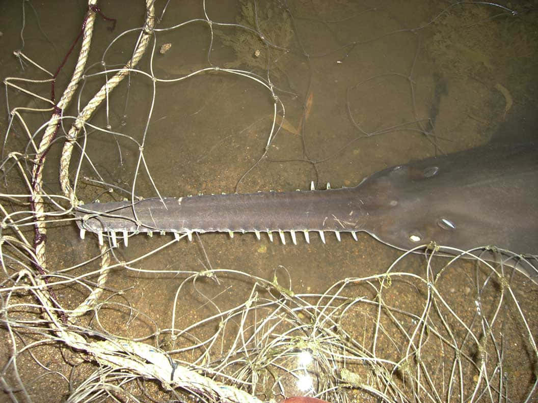 Sawfish, toothed snout, fishing nets, SD Desktop Wallpaper