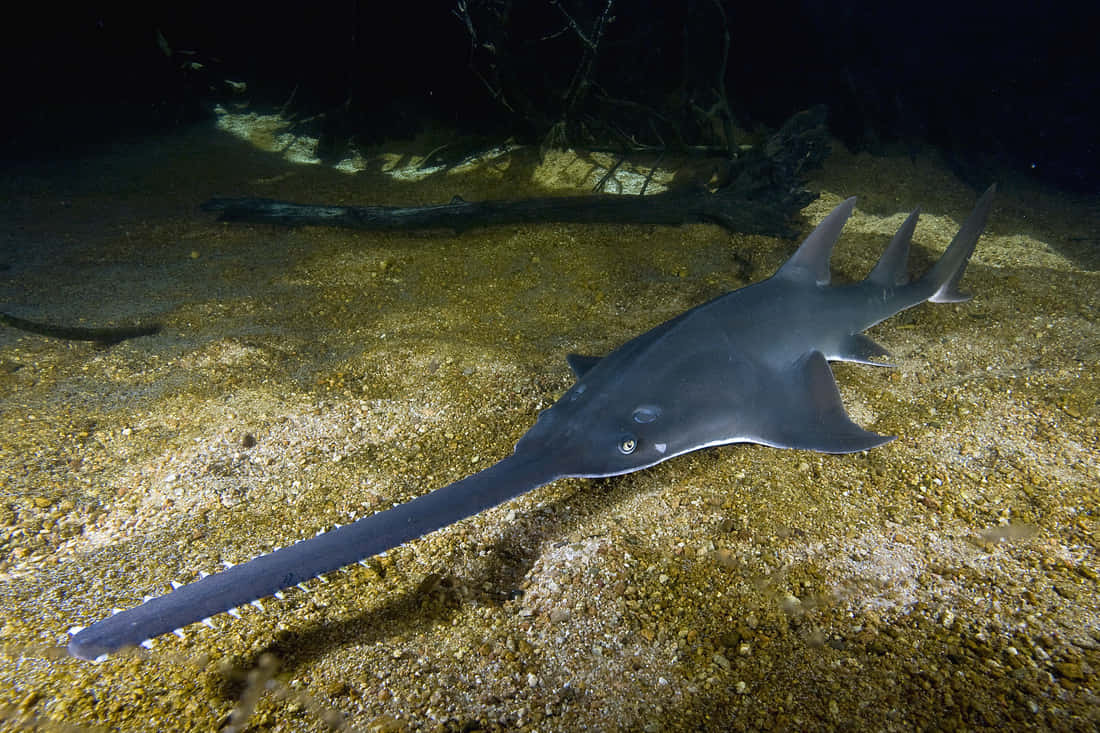 Sawfish, sandy ocean floor, artificial light, SD Desktop Wallpaper