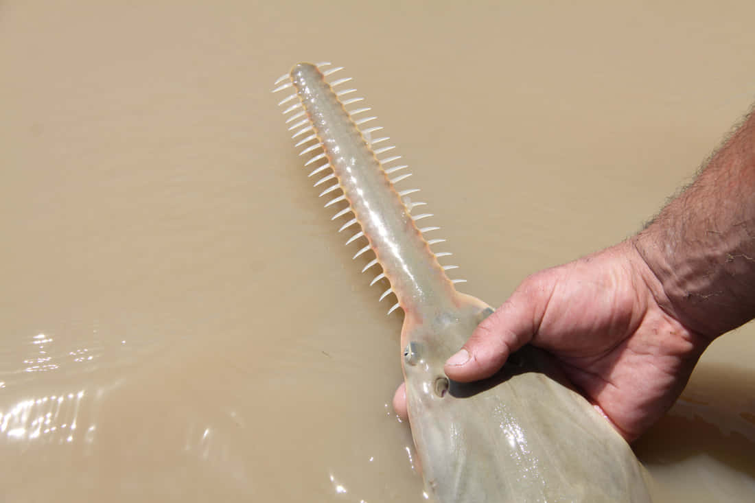 Sawfish, rostrum, muddy water, SD Desktop Wallpaper