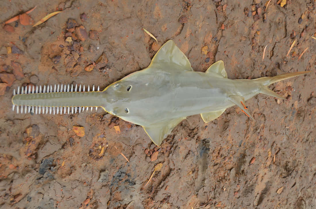 Sawfish, muddy riverbank, dry leaves, SD Desktop Wallpaper