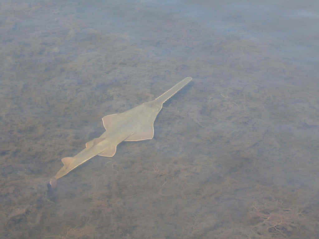 Sawfish, shallow waters, murky water, SD Desktop Wallpaper