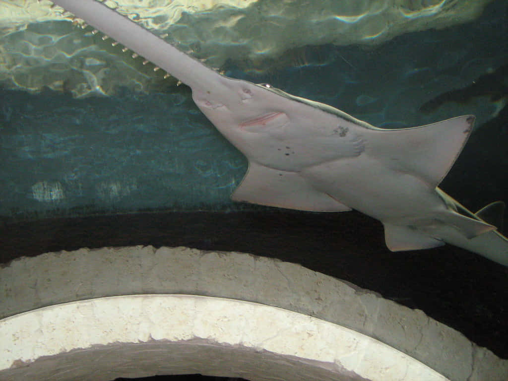 Sawfish, underwater grace, clear blue-green water, SD Desktop Wallpaper