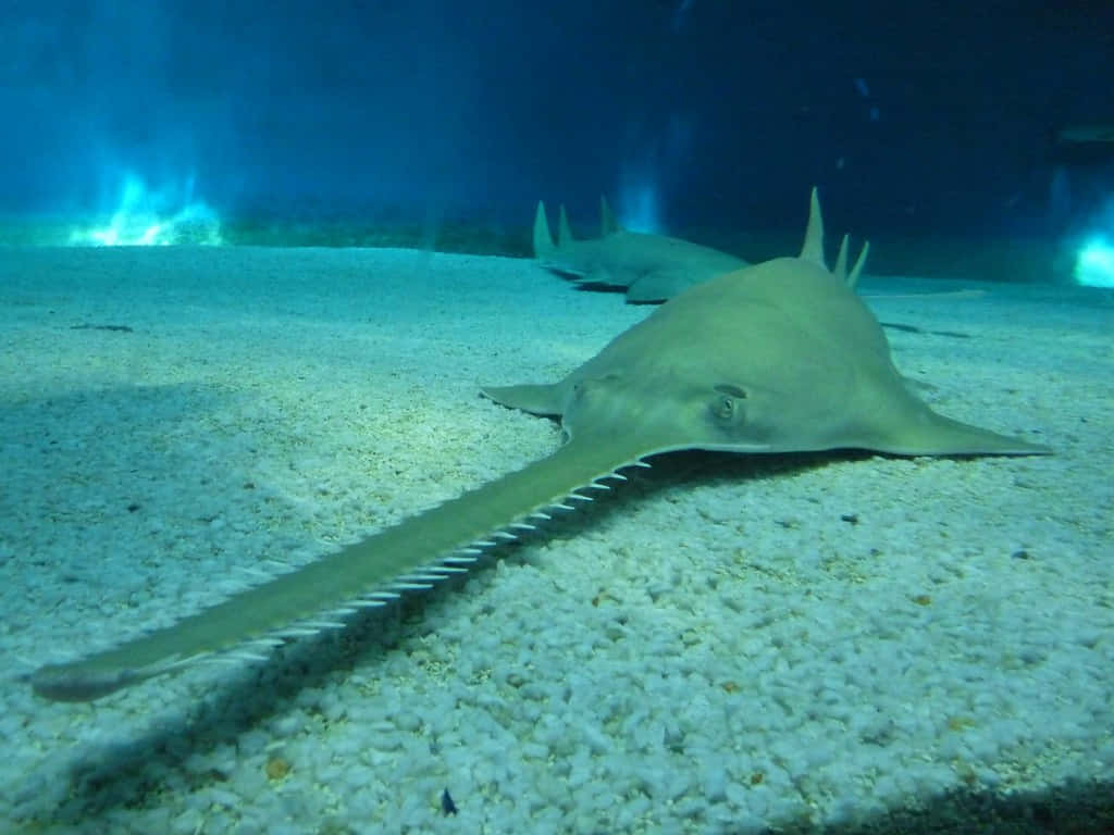 Sawfish, sandy ocean floor, blue aquarium lighting, SD Desktop Wallpaper