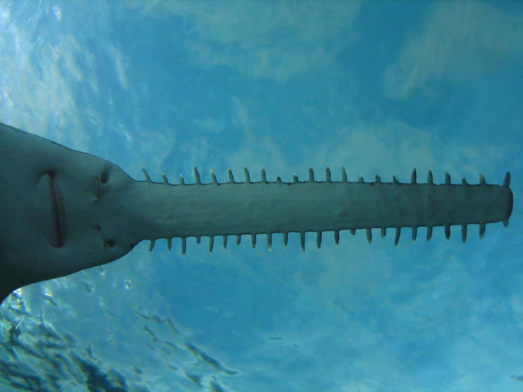Sawfish, underwater view, clear blue water, SD Desktop Wallpaper