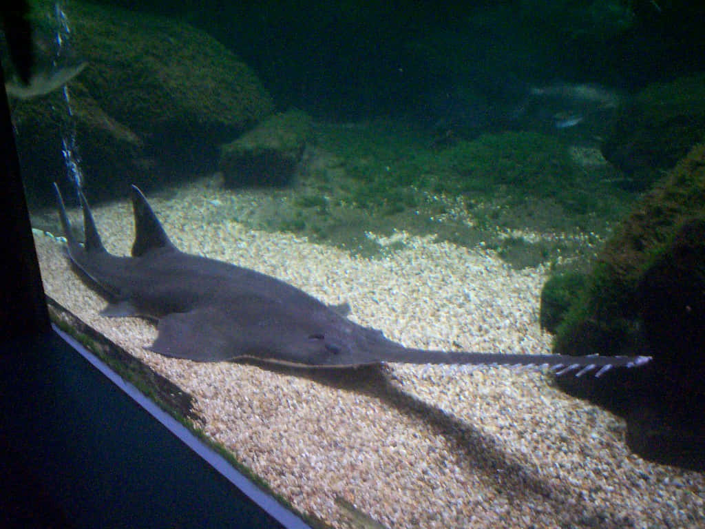 Sawfish, aquarium, gravel bottom, SD Desktop Wallpaper
