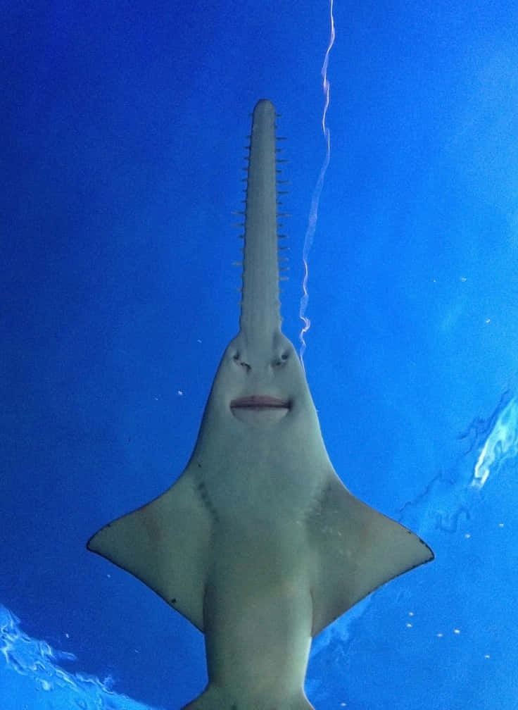 Sawfish, deep blue water, toothed snout, SD Phone Wallpaper