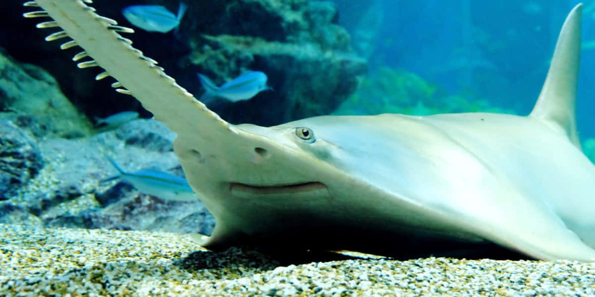 Sawfish, underwater portrait, sandy ocean floor, SD Desktop Wallpaper