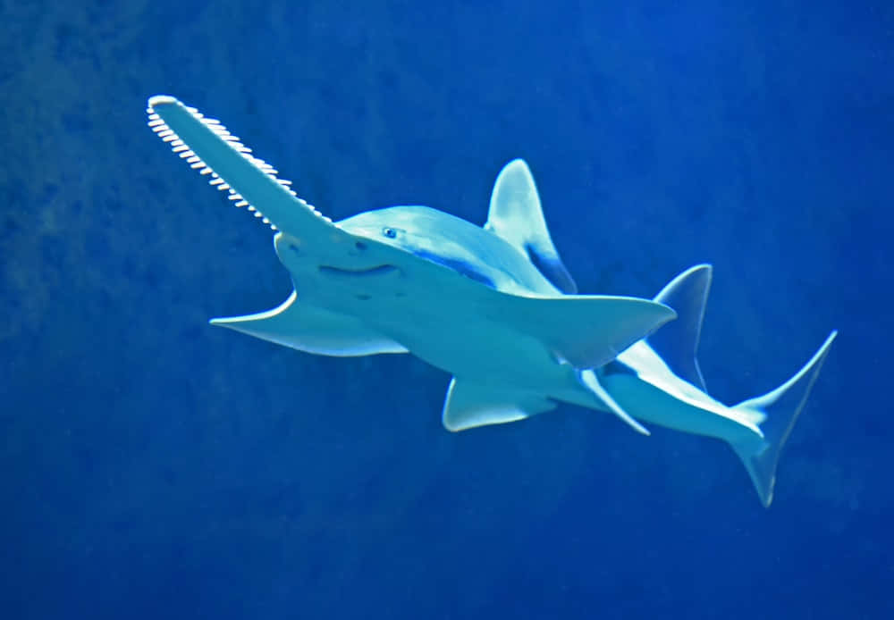 Sawfish, underwater, deep blue water, SD Desktop Wallpaper