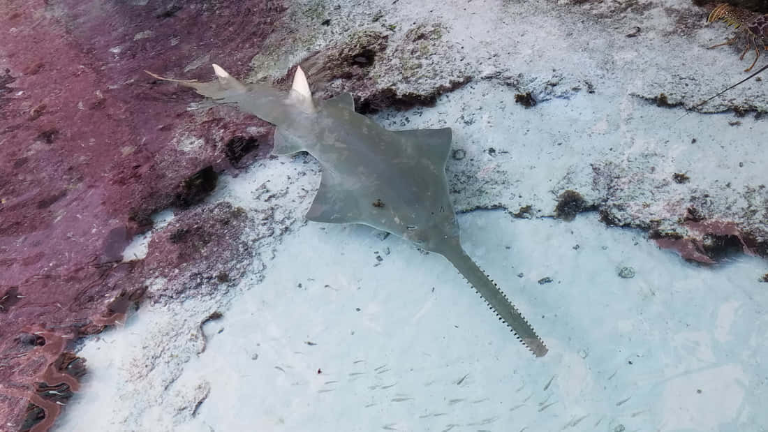 Sawfish, coral reef, pink and white hues, SD Desktop Wallpaper