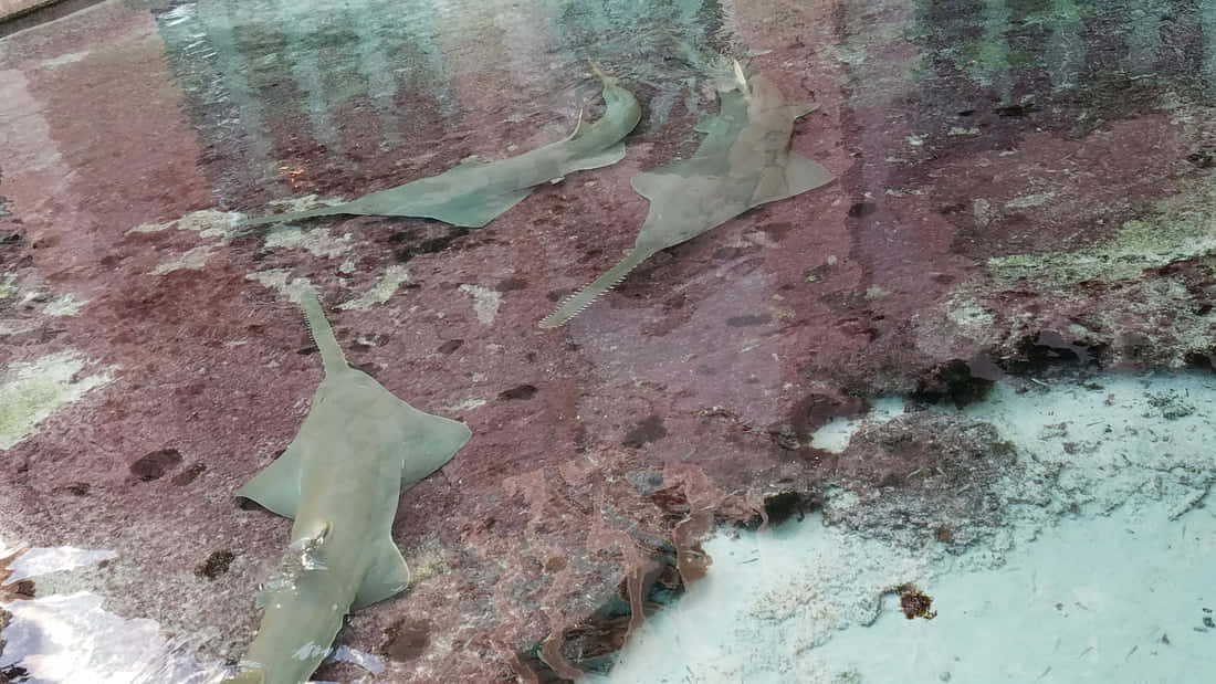 Sawfish, shallow waters, textured reddish seabed, SD Desktop Wallpaper