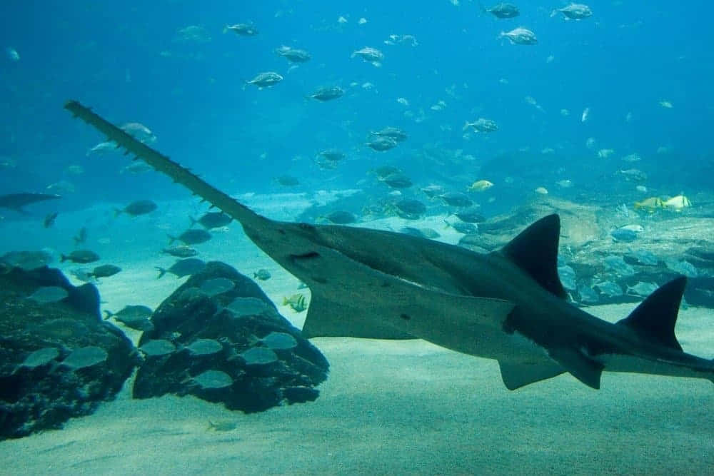 Sawfish, clear blue water, sandy ocean floor, SD Desktop Wallpaper