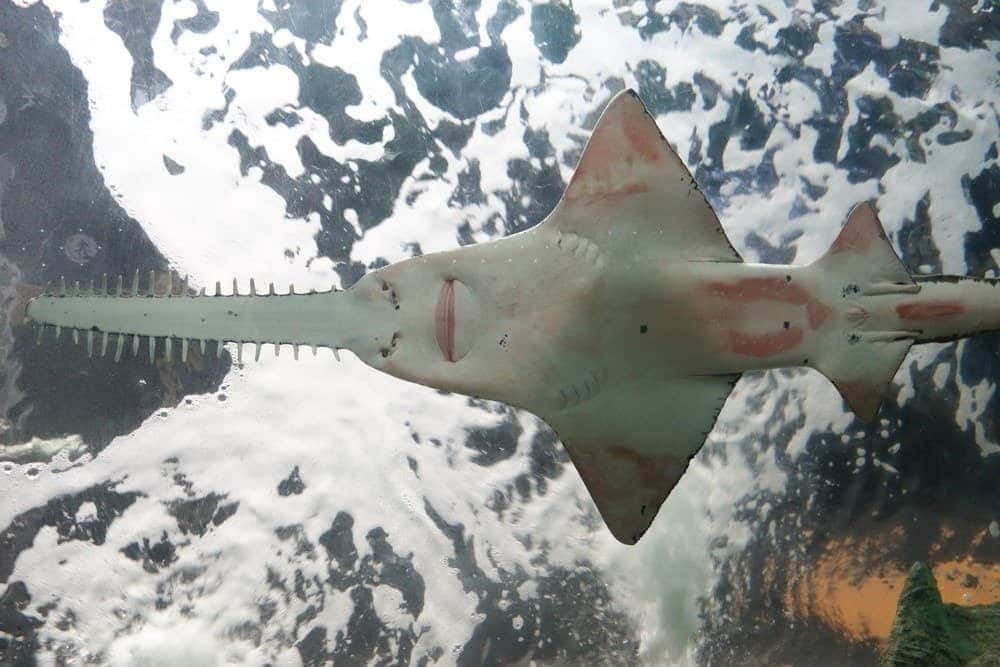 Sawfish, aquarium, clear water, SD Desktop Wallpaper