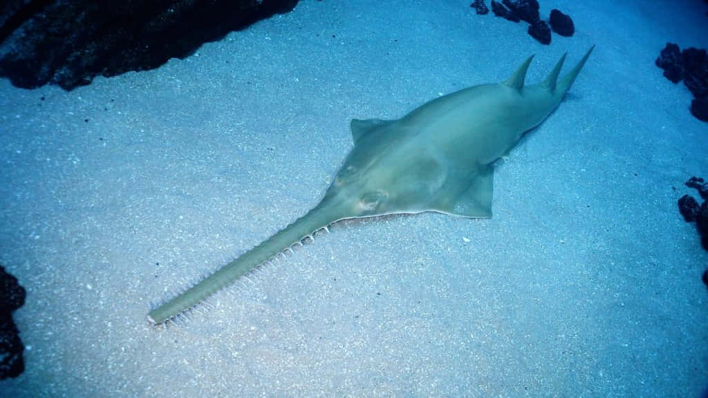 Sawfish, sandy ocean floor, dark rocks, SD Desktop Wallpaper
