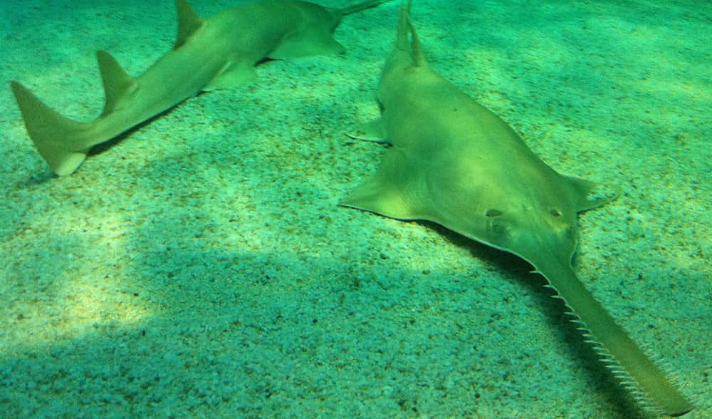 Sawfish, underwater scene, sandy ocean floor, SD Desktop Wallpaper