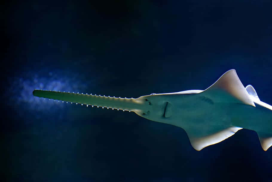 Sawfish, blue waters, dark blue water, SD Desktop Wallpaper
