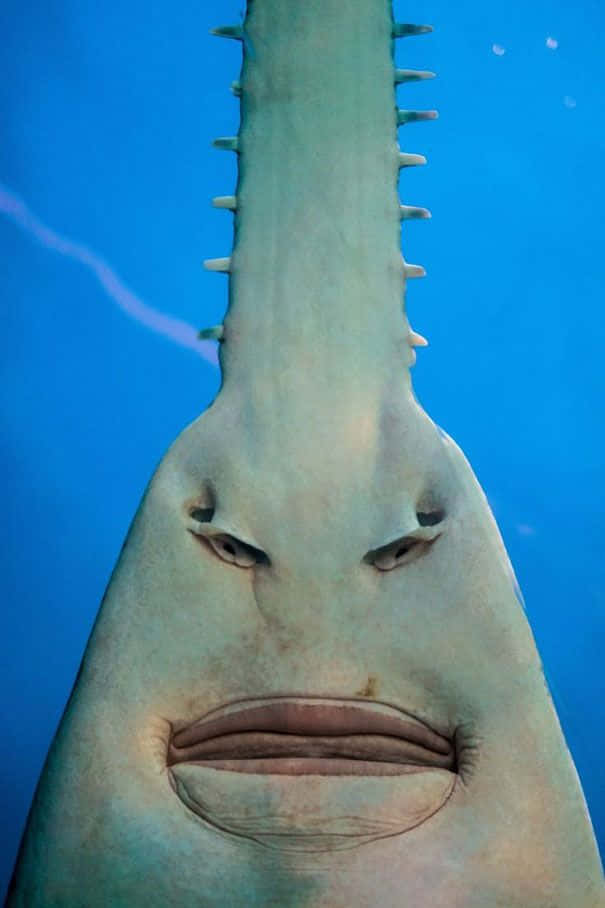 Sawfish, toothed snout, wide mouth, SD Phone Wallpaper