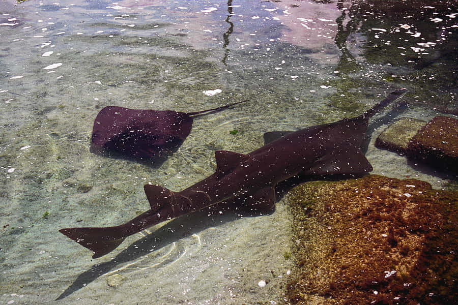 Sawfish, shallow waters, clear water, SD Desktop Wallpaper