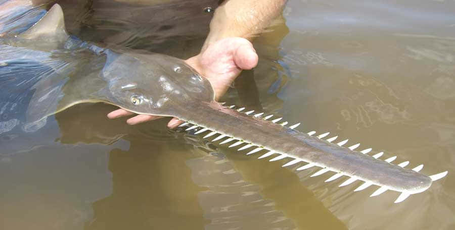 Sawfish, long toothed snout, gray body, SD Desktop Wallpaper