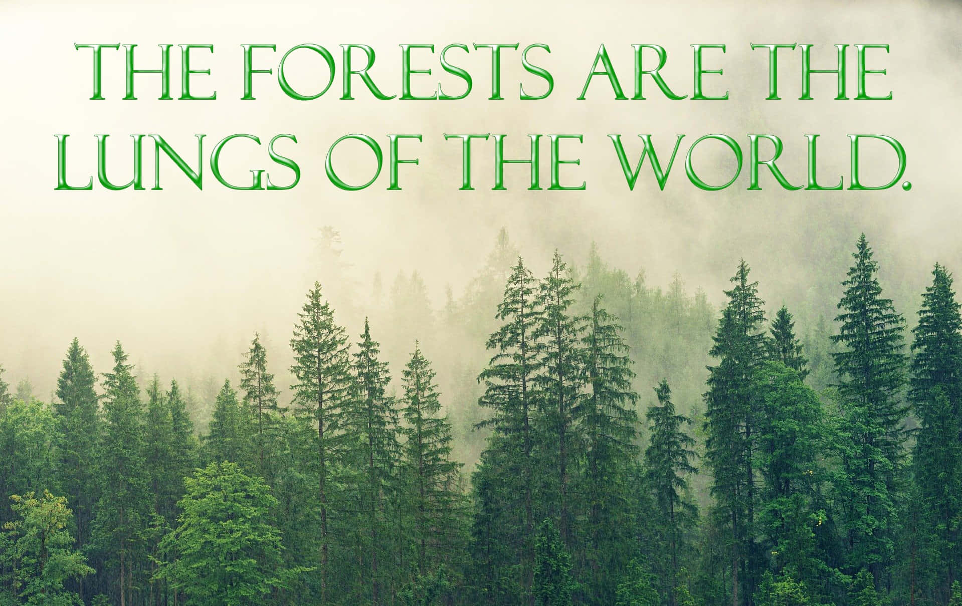 the forests are the lungs of the world, misty forest, tall evergreen trees, HD Desktop Wallpaper