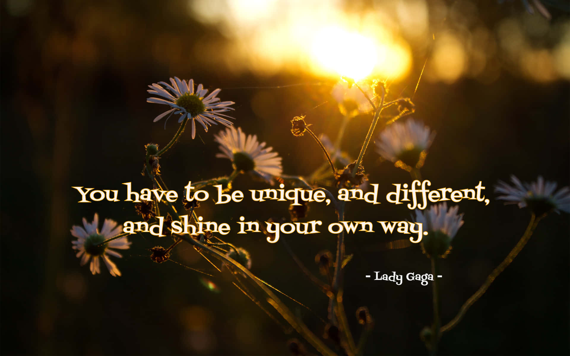 Saying, daisies, sunlight, Full HD Desktop Wallpaper