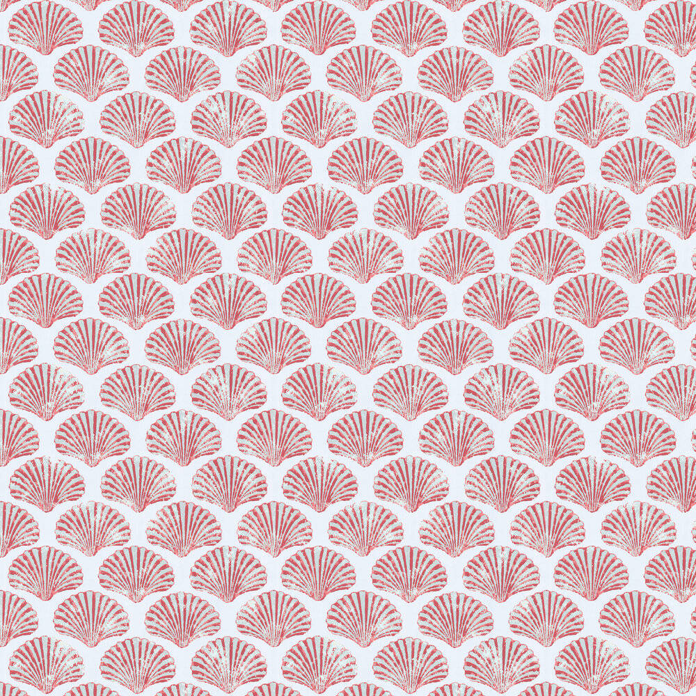 scallops shells, pink, white, SD Desktop Wallpaper