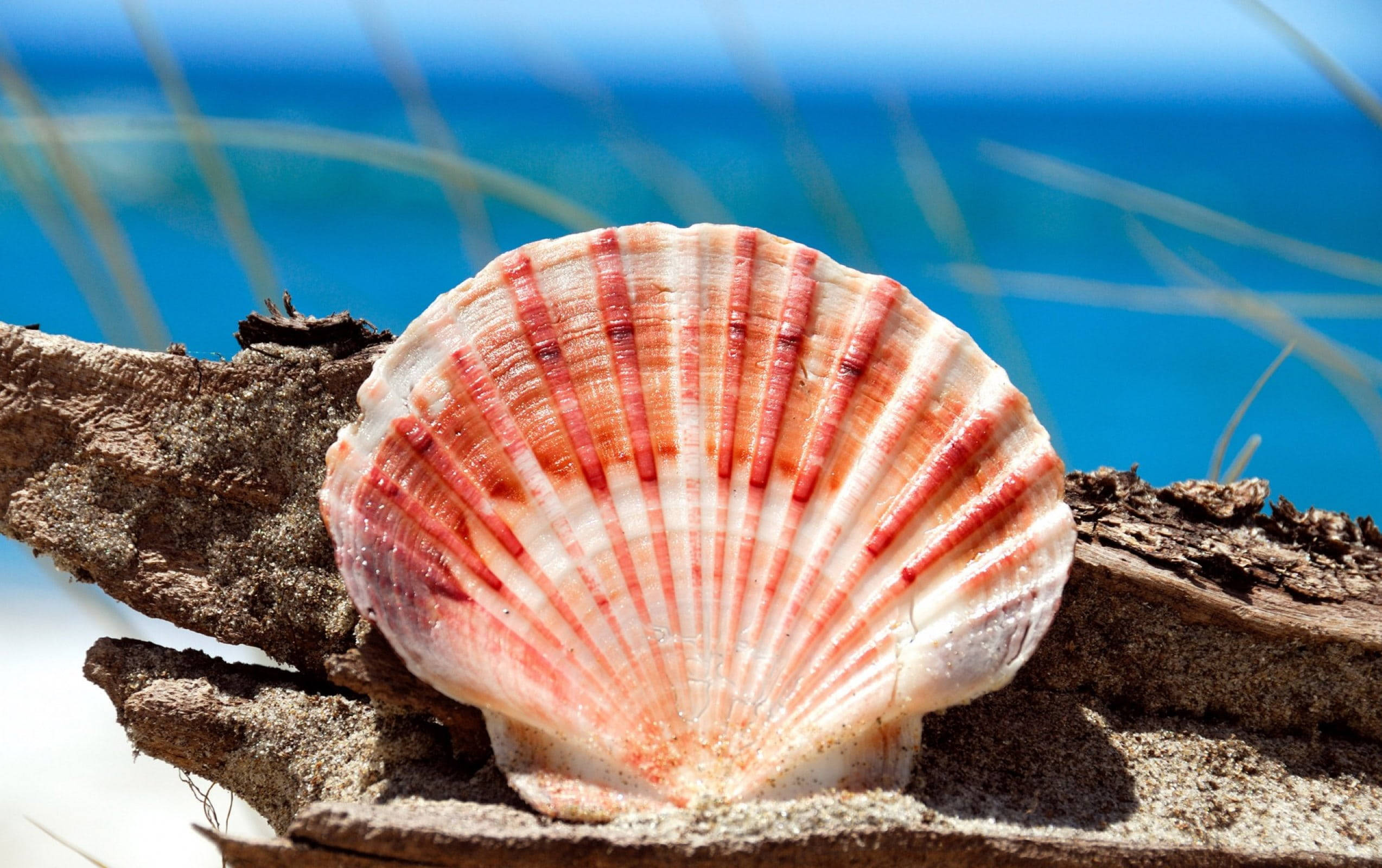 scallops shell, pink aesthetic, driftwood, Full HD Desktop Wallpaper