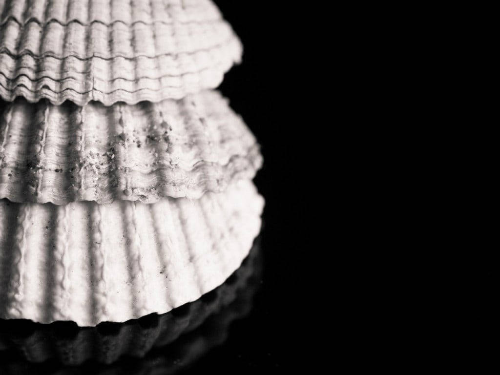 Scallops, black and white aesthetic, monochrome, SD Desktop Wallpaper