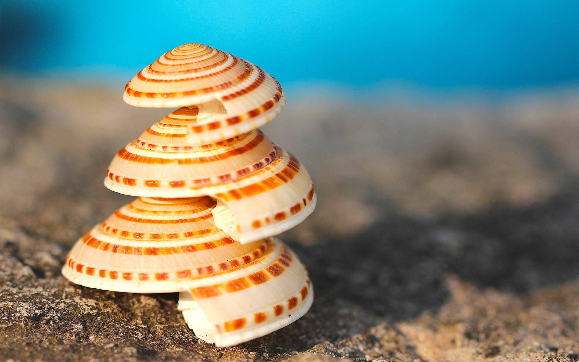 scallops, striped seashells, textured sand, Full HD Desktop Wallpaper
