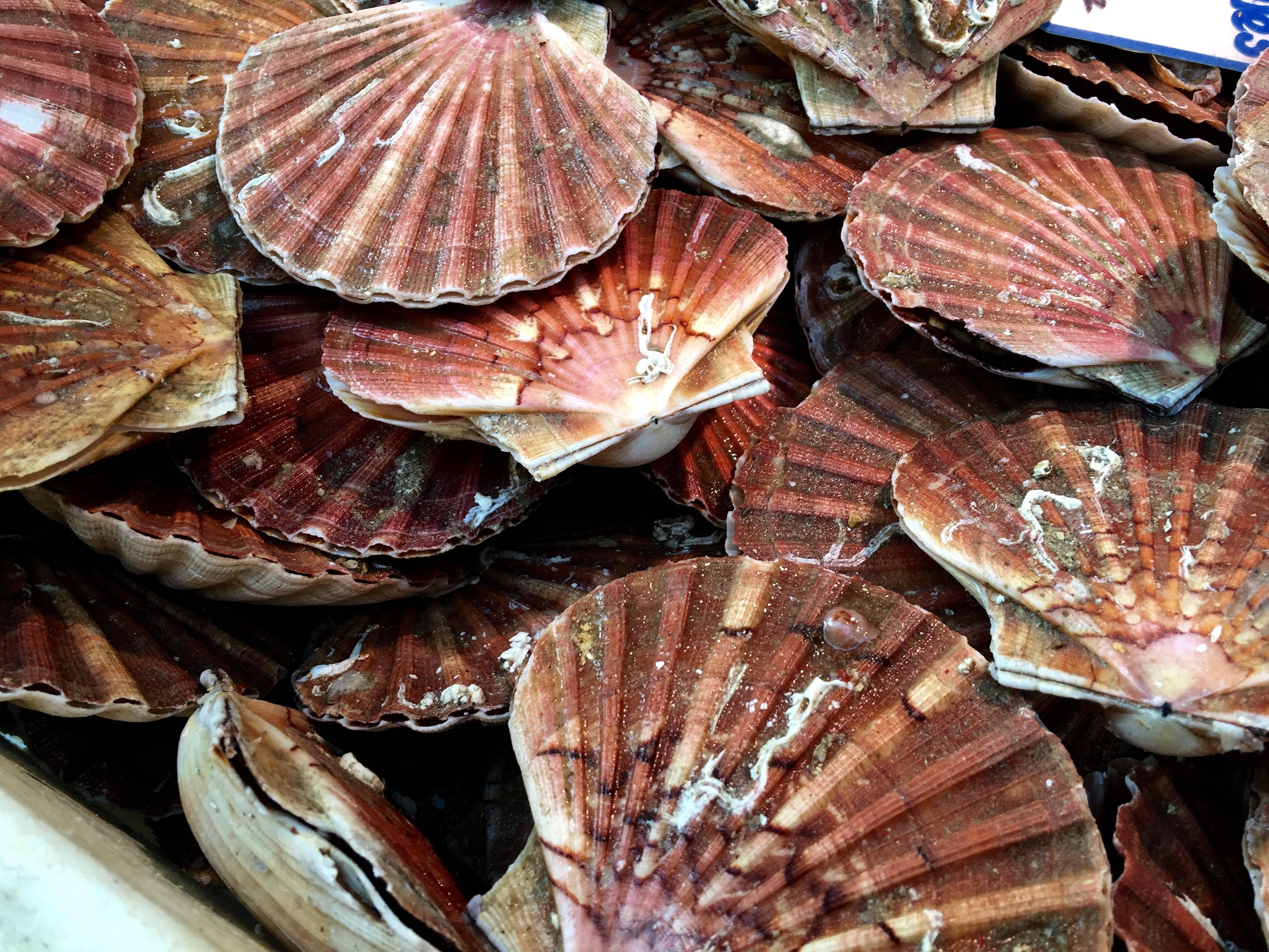 Scallops, brown shells, red brown and white patterns, 2K Desktop Wallpaper
