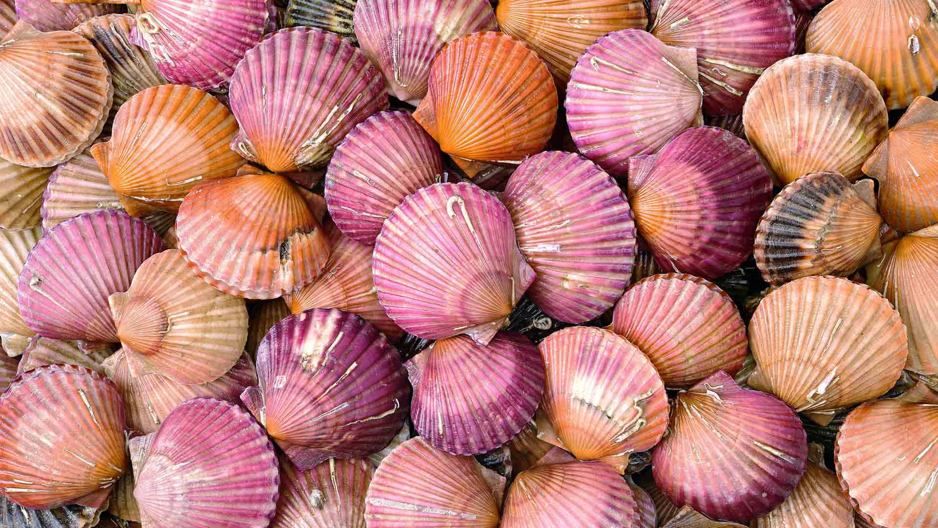 colorful scallops, pink, orange, Full HD Desktop Wallpaper