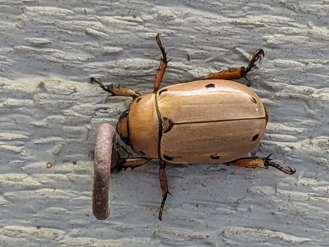 Scarab Beetle