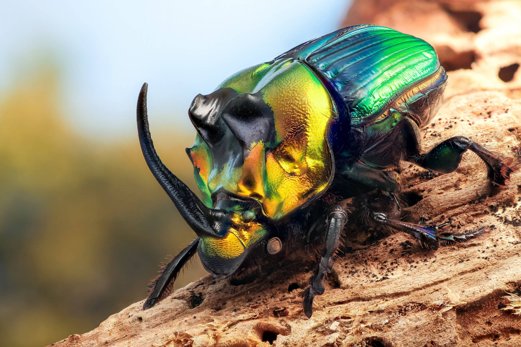 rainbow scarab beetle, metallic green, yellow, Full HD Desktop Wallpaper