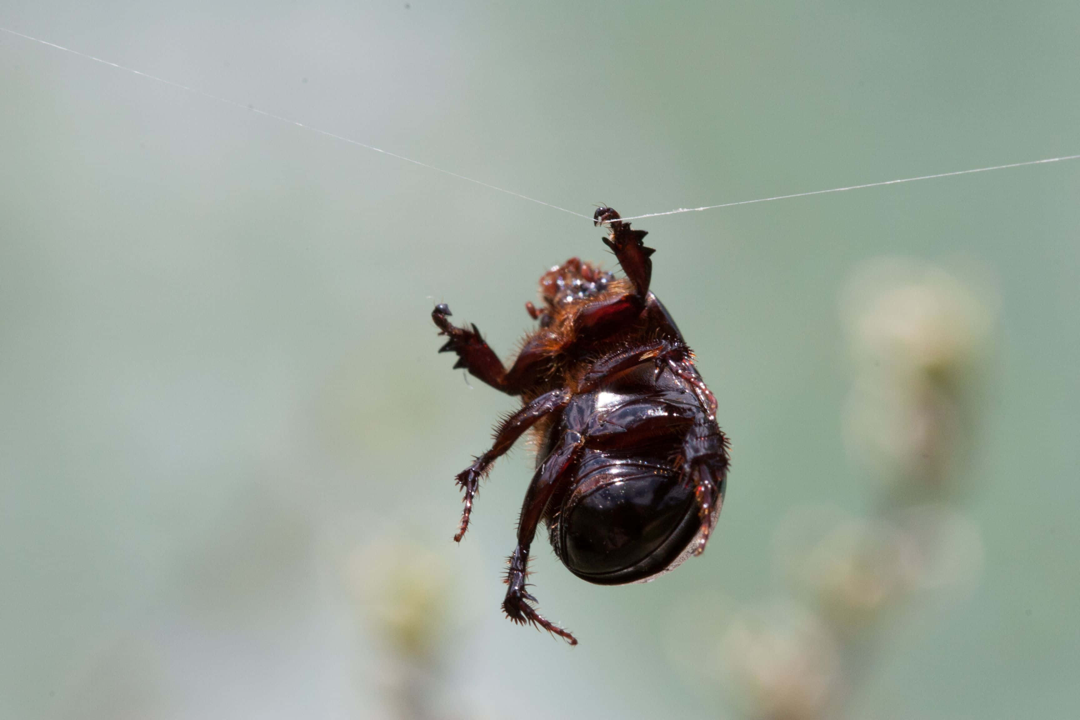 Scarab Beetle, spiderweb, shiny dark brown, 2K Desktop Wallpaper