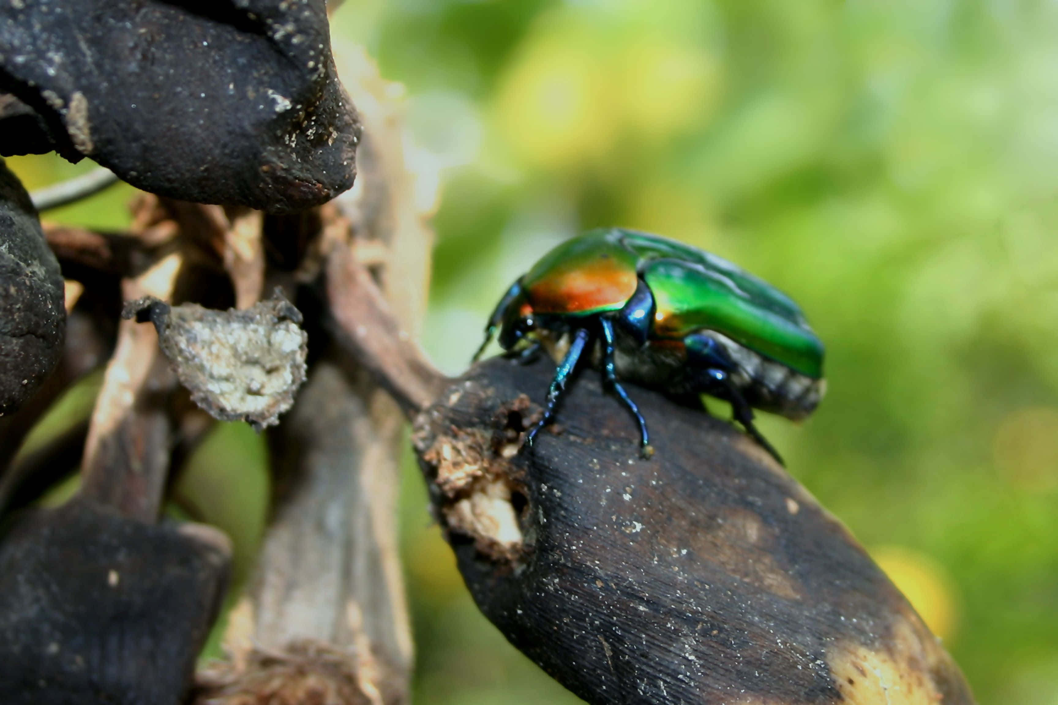 Scarab Beetle, metallic green, orange, 2K Desktop Wallpaper