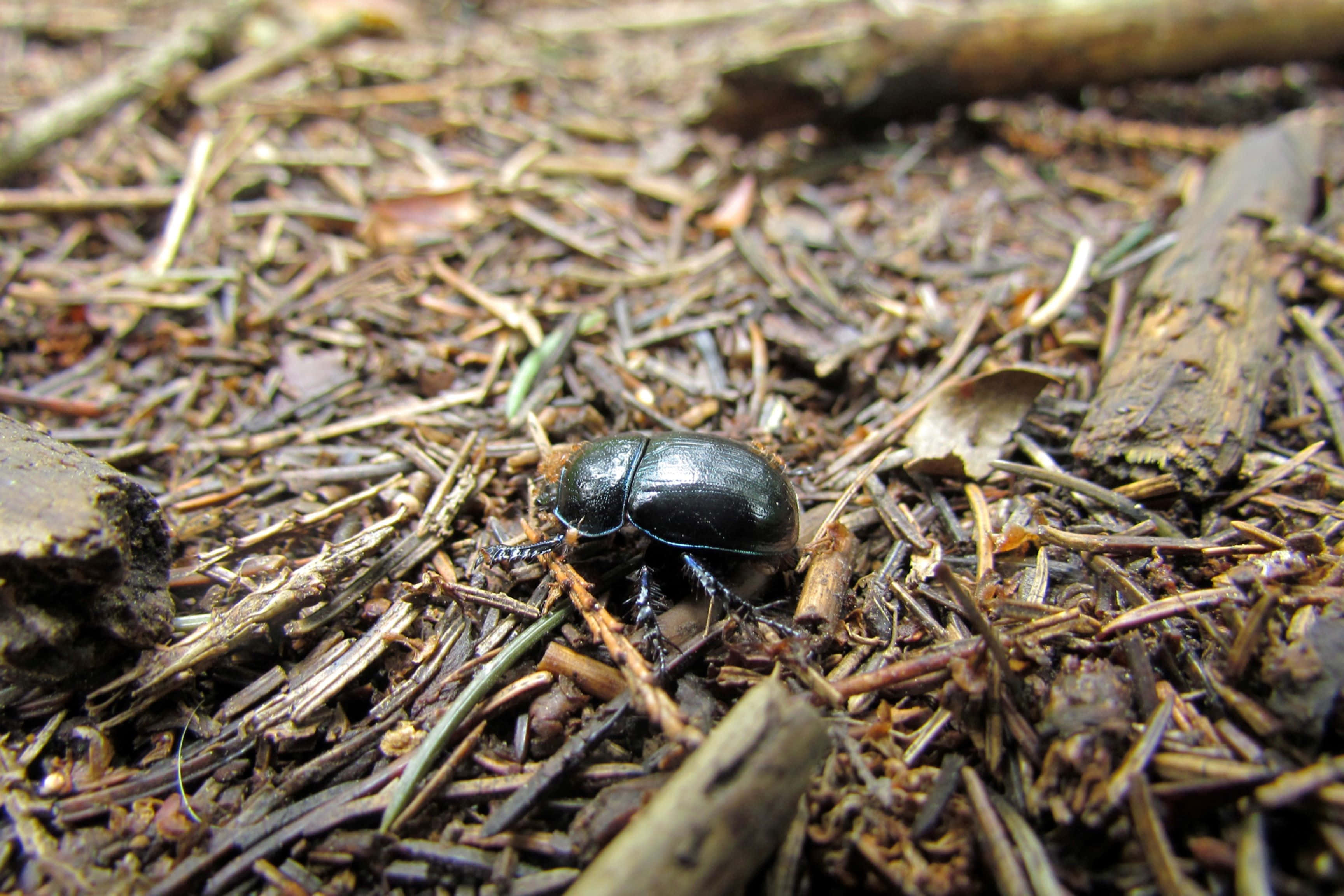 Scarab Beetle, shiny black, dry pine needles, 2K Desktop Wallpaper